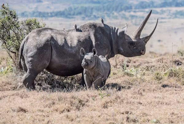 8 DAYS 7 NIGHTS MARA/NAKURU/NAIVASHA/AMBOSELI ITINERARY