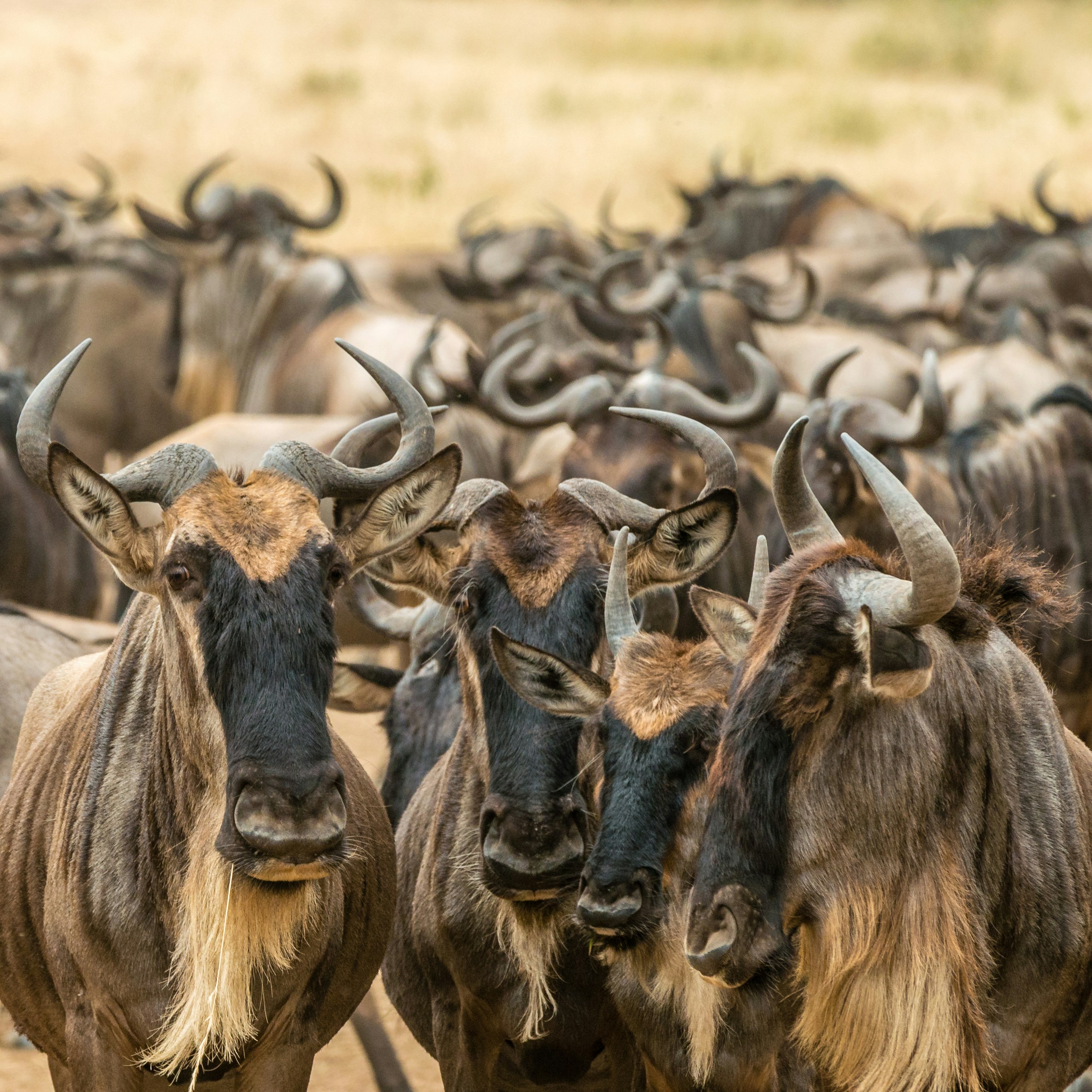 7 DAYS 6 NIGHTS SAMBURU/NANYUKI/NAIVASHA/MARA ITINERARY