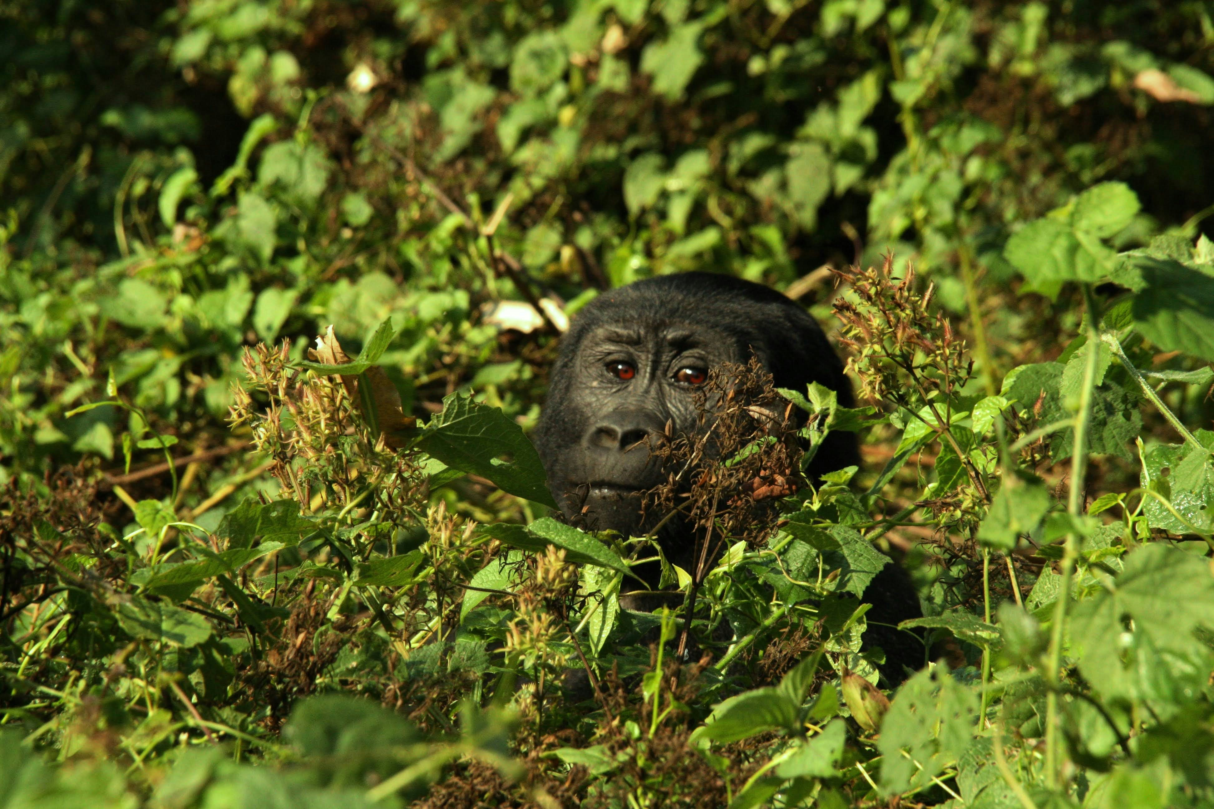 Bwindi Impenetrable National Park