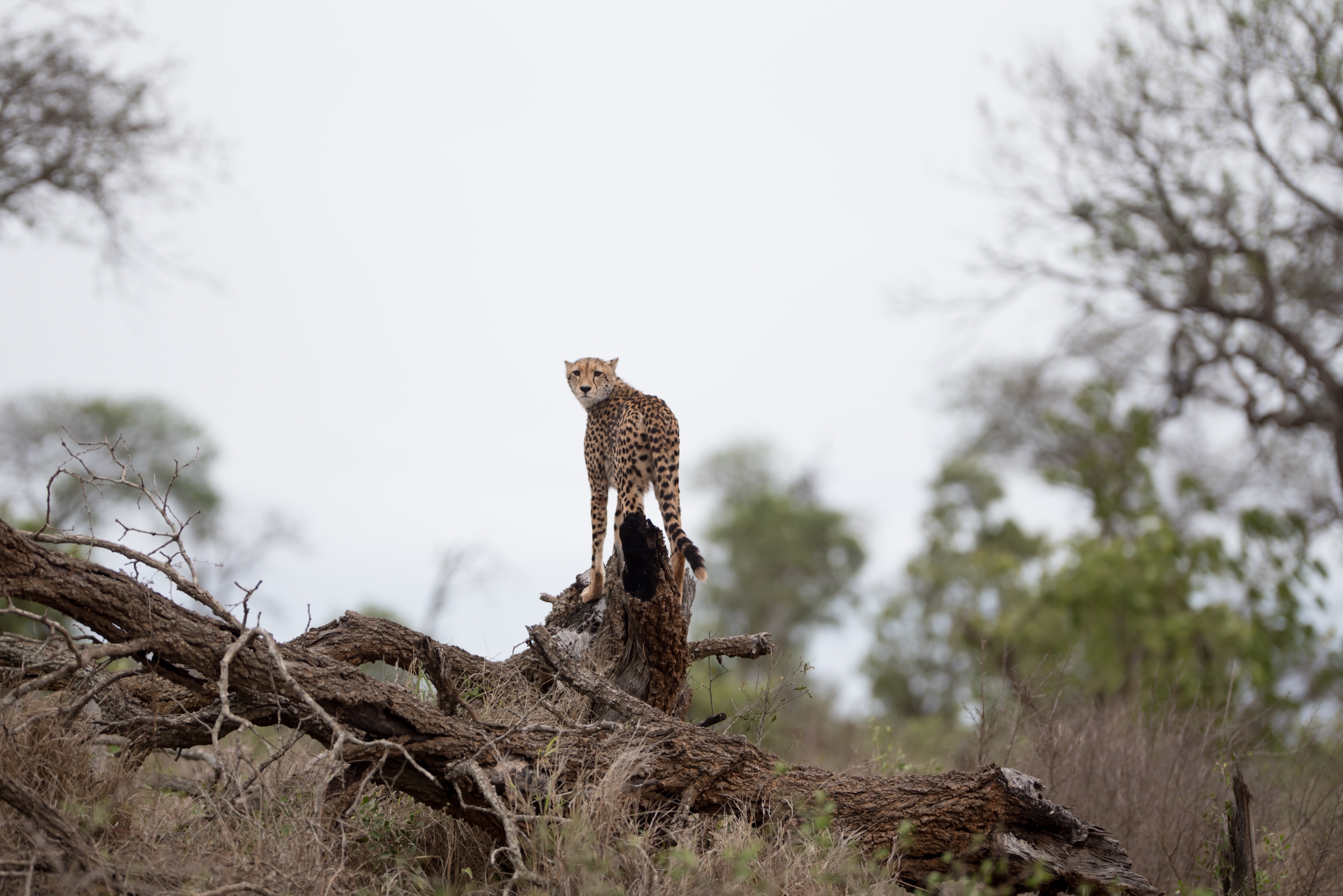 8 DAYS 7 NIGHTS MARA/NAKURU/NAIVASHA/AMBOSELI ITINERARY