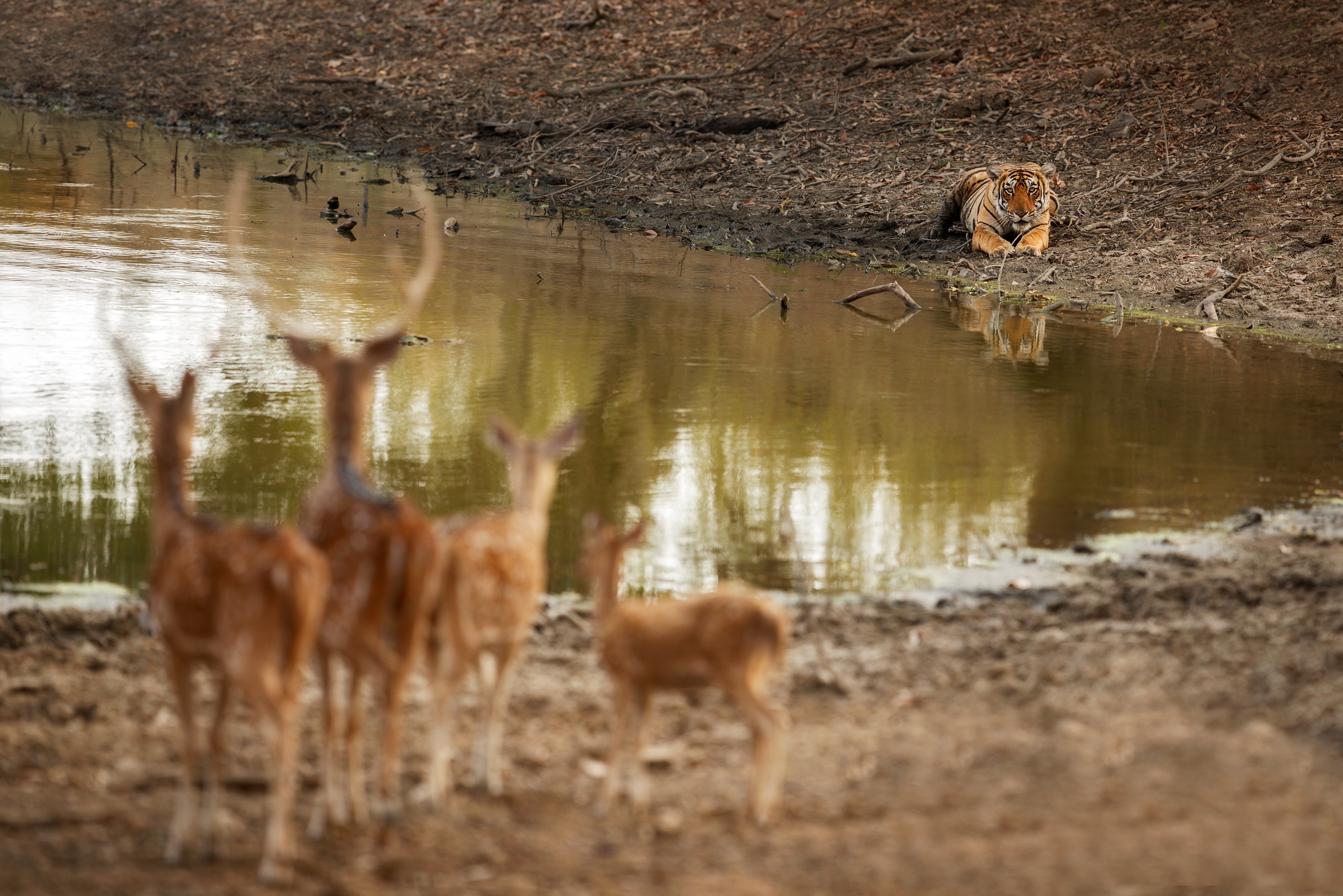 6 DAYS 5 NIGHTS MARA/NAKURU/NAIVASHA/AMBOSELI ITINERARY